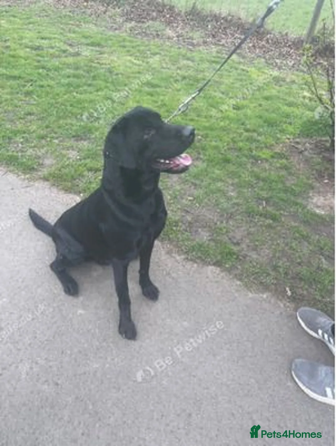 Labrador Retriever dogs for sale: Stunning and lovely male needs a new home in Cardiff - Advert 1