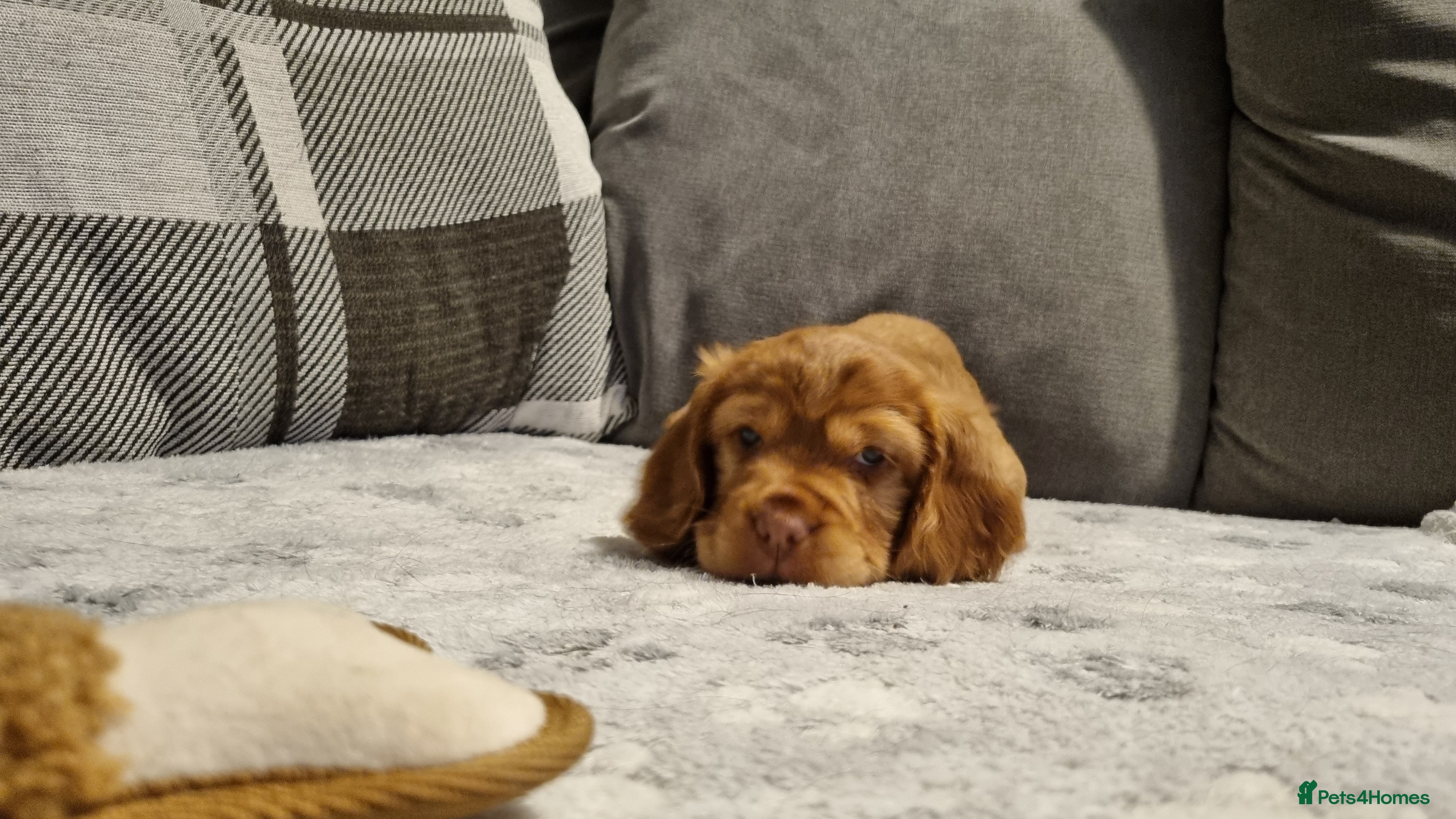 Cocker Spaniel dogs for sale: 🐾 Beautiful Show Type Cocker Spaniel Puppies - Advert 12