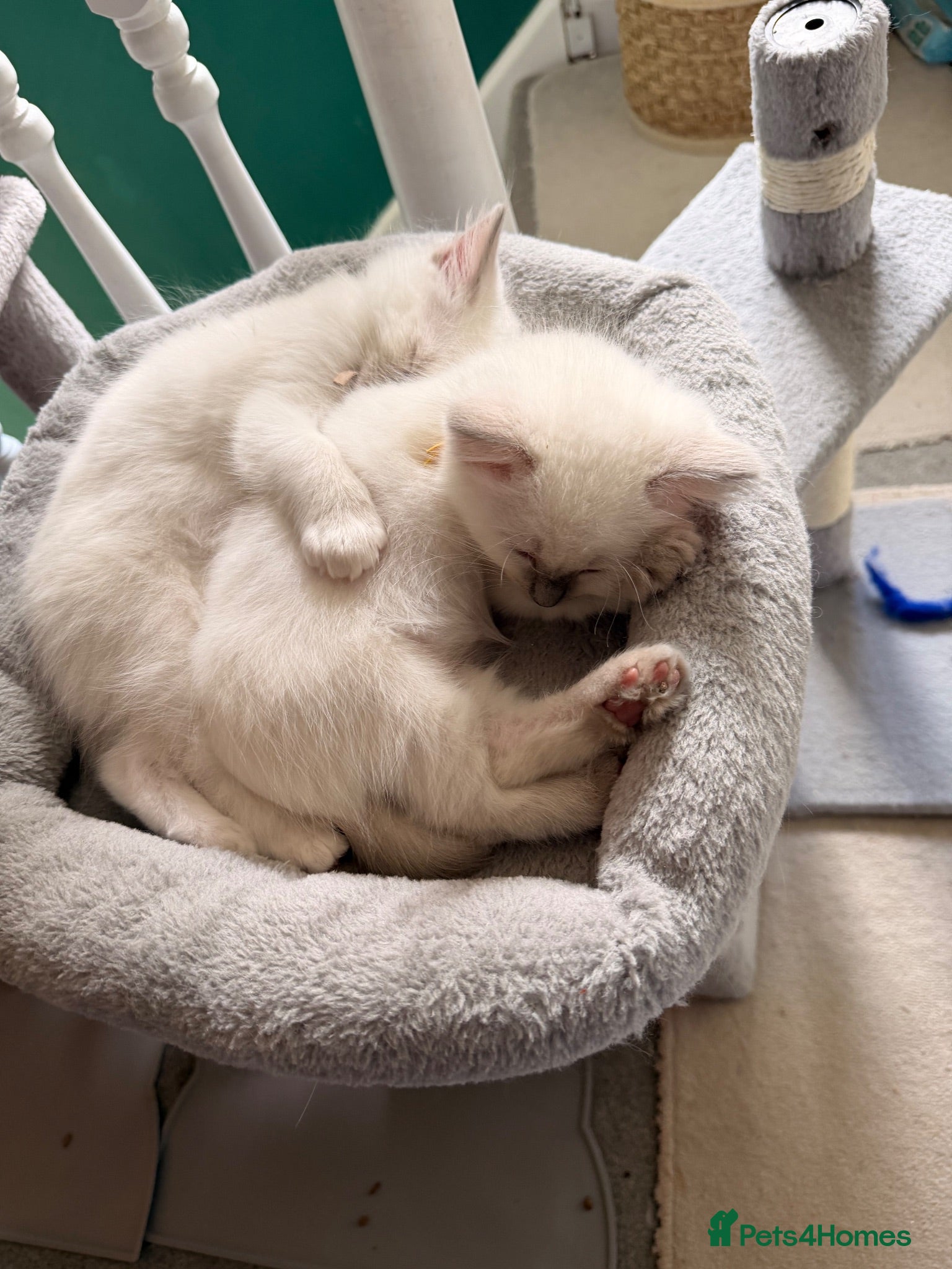 Ragdoll cats for sale: 🩵 GCCF Lilac Male Ragdoll Kittens  - Advert 1