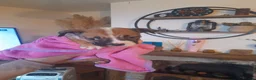 Alapaha Blue Blood Bulldog dogs for sale: Bully pups  - Advert 5