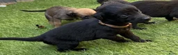 Mixed Breed dogs for sale: Bedlington whippet in Bradford - Advert 19