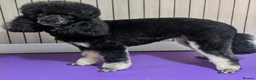 Miniature Poodle dogs for sale: KC Silver Phantom Miniature Poodle - Advert 3