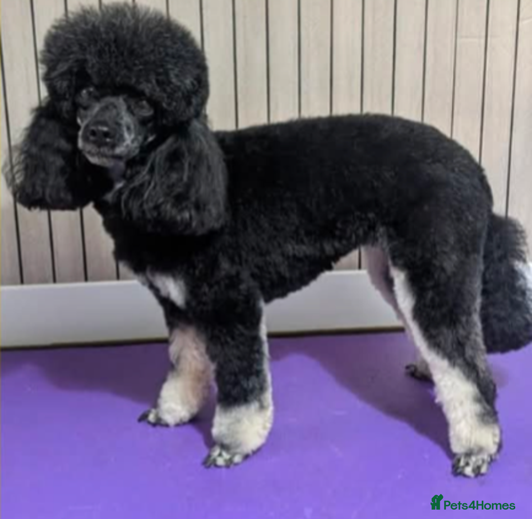 Miniature Poodle dogs for sale: KC Silver Phantom Miniature Poodle - Advert 3