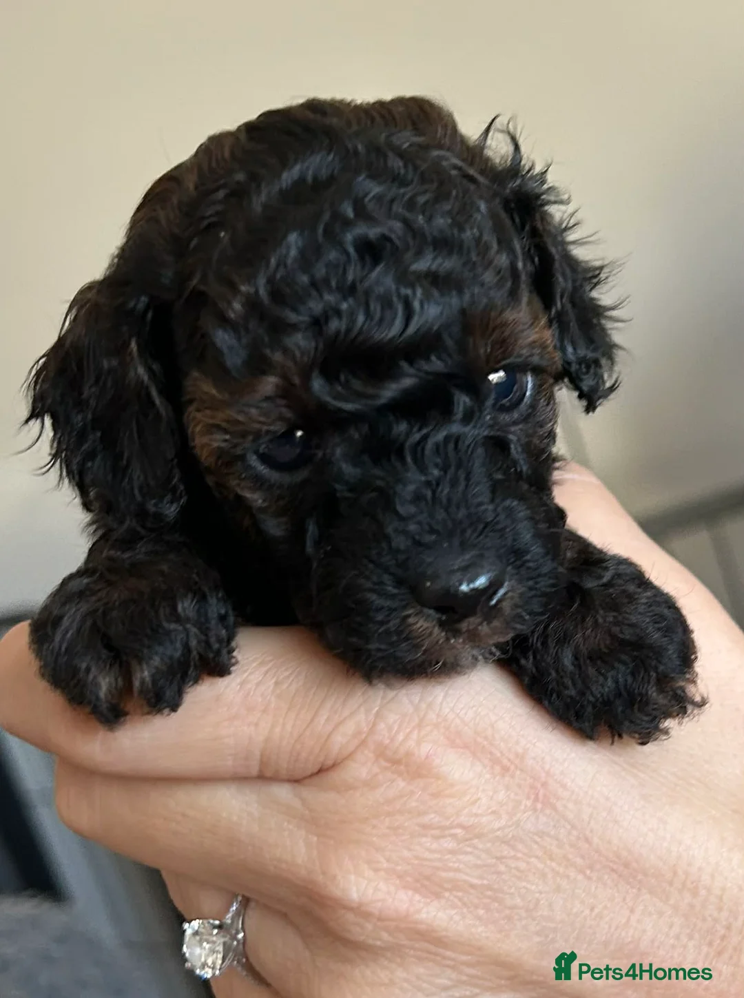 Toy Poodle dogs for sale: Outstanding toy poodles  - Advert 10