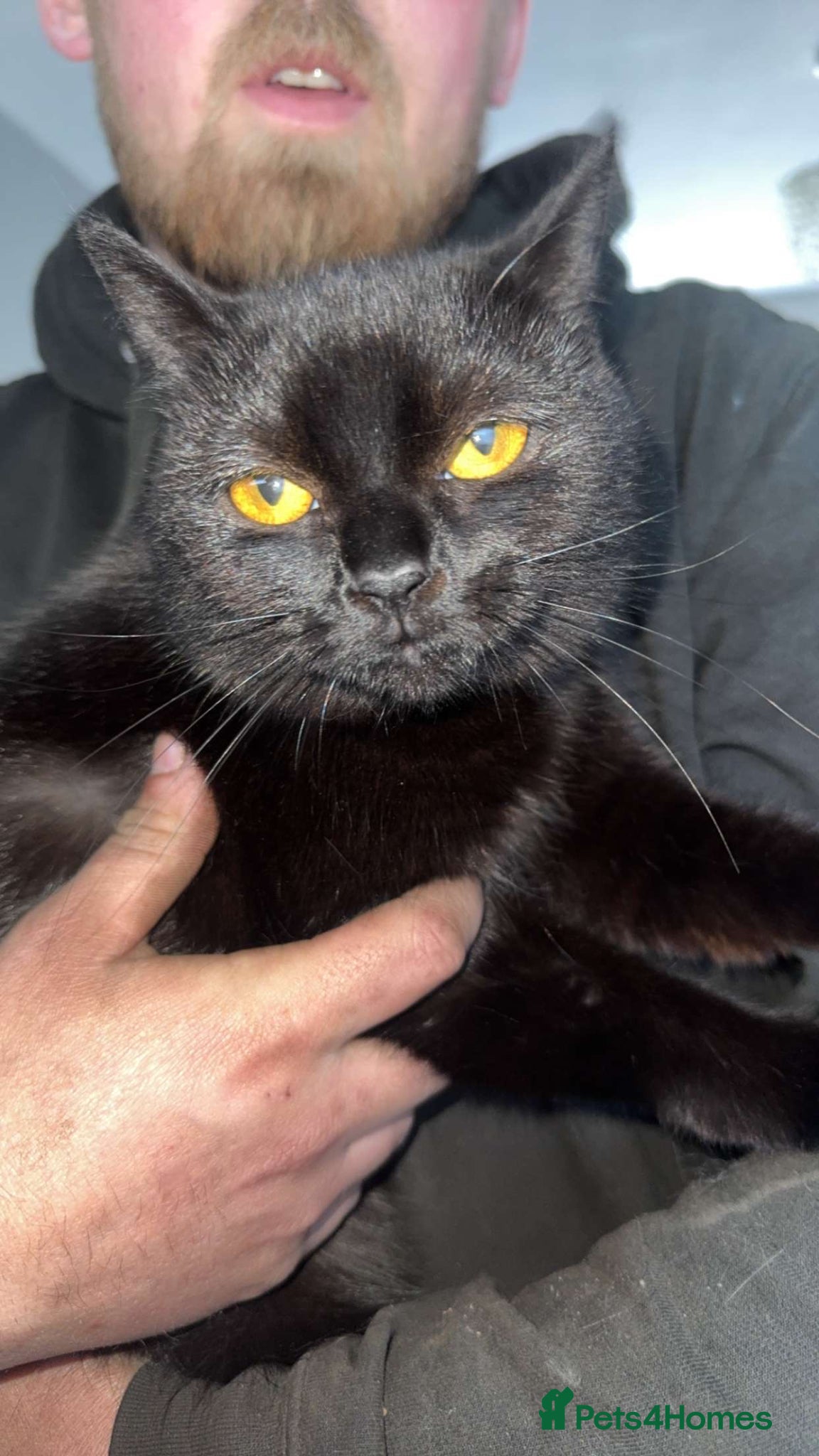 British Shorthair cats 3 kittens for sale - Advert 1