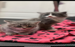 Mixed Breed cats for sale: Chinchilla Persian x kittens  - Image 1