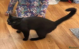 Domestic Shorthair cats for adoption: Binx, 1 year old neutered male  - Image 4