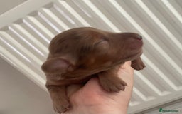 Miniature Dachshund dogs for sale: Long haired dachshund puppies   - Image 7