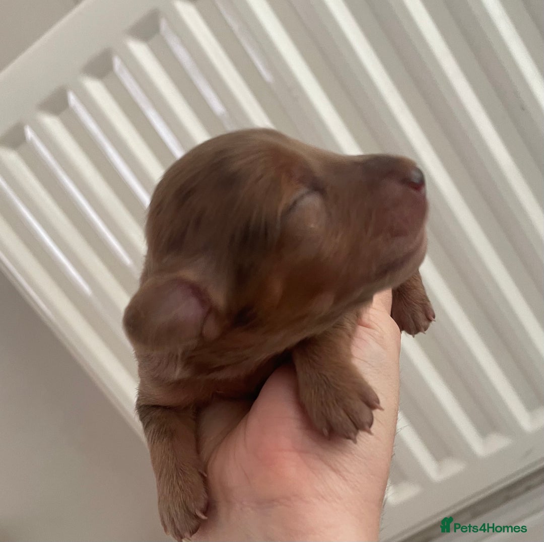 Miniature Dachshund dogs for sale: Long haired dachshund puppies   - Image 7