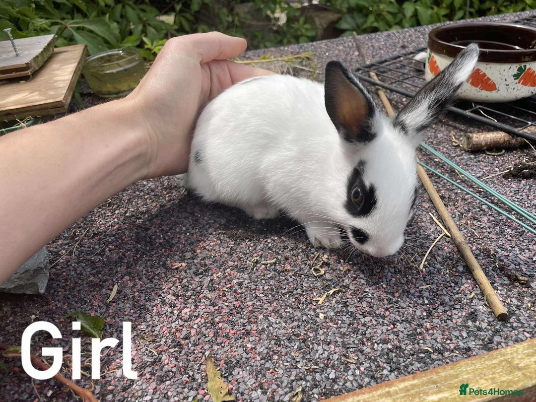 Rex rabbits for sale: Rex X Dutch Bunnies, Ready for homes now.  in Swansea - Image 5