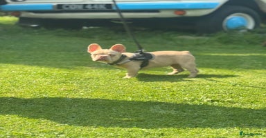 French Bulldog dogs - Advert 16