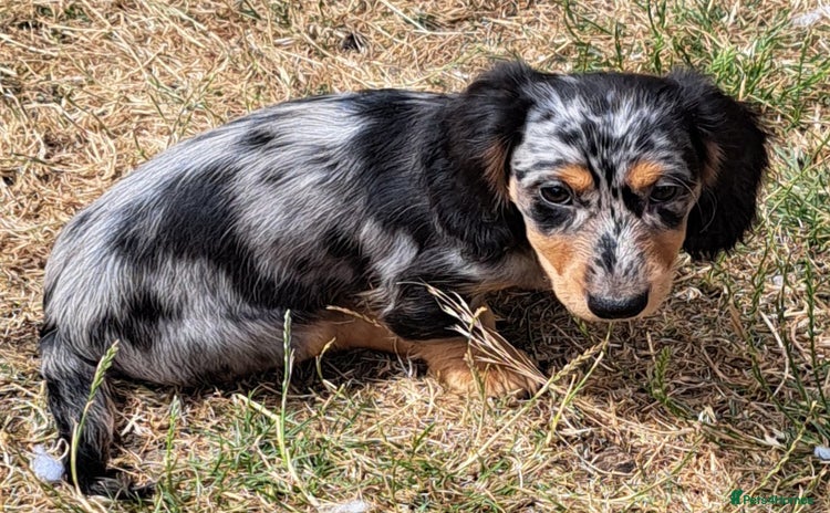 Miniature Dachshund dogs - Advert 5