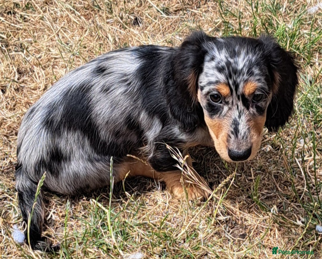 Miniature Dachshund dogs for sale: Just a boy longer coated, healthy Mini Dachshund - Image 2