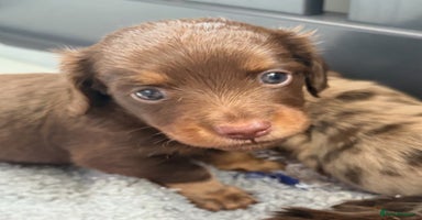 Miniature Dachshund dogs - Advert 7