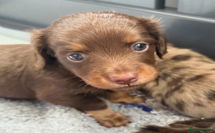 Miniature Dachshund dogs - Advert 4