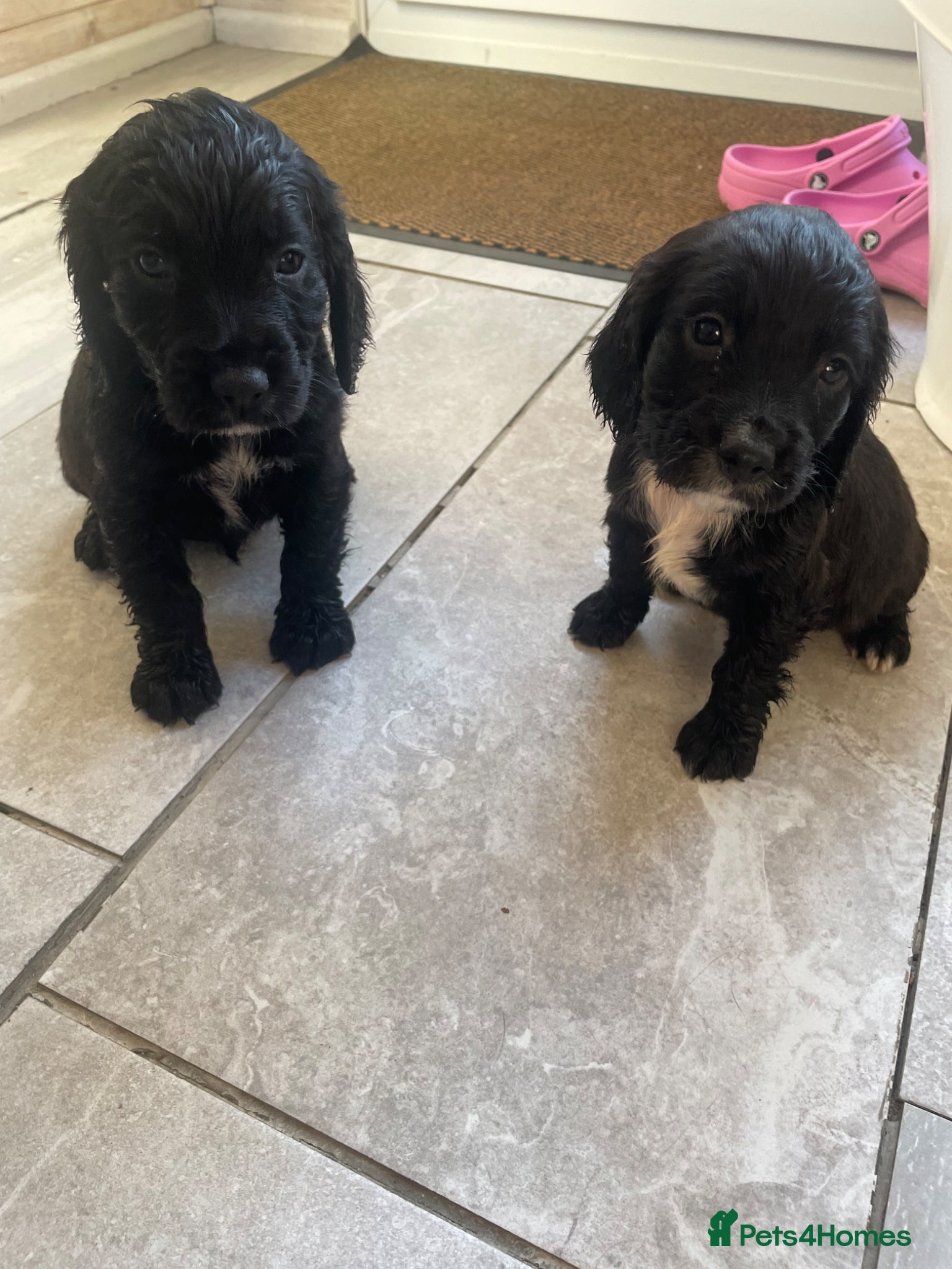 Cocker Spaniel dogs WORKING COCKER SPANIEL PUPS READY NOW - Advert 8