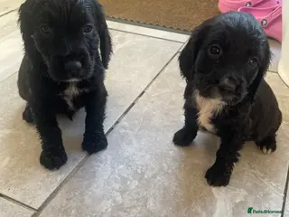 Cocker Spaniel dogs WORKING COCKER SPANIEL PUPS READY NOW - Advert 8