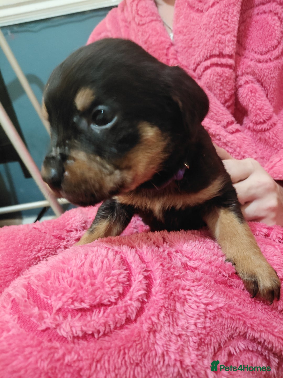 Mixed Breed dogs for sale: Cane corso cross rottweiler pups - Image 7