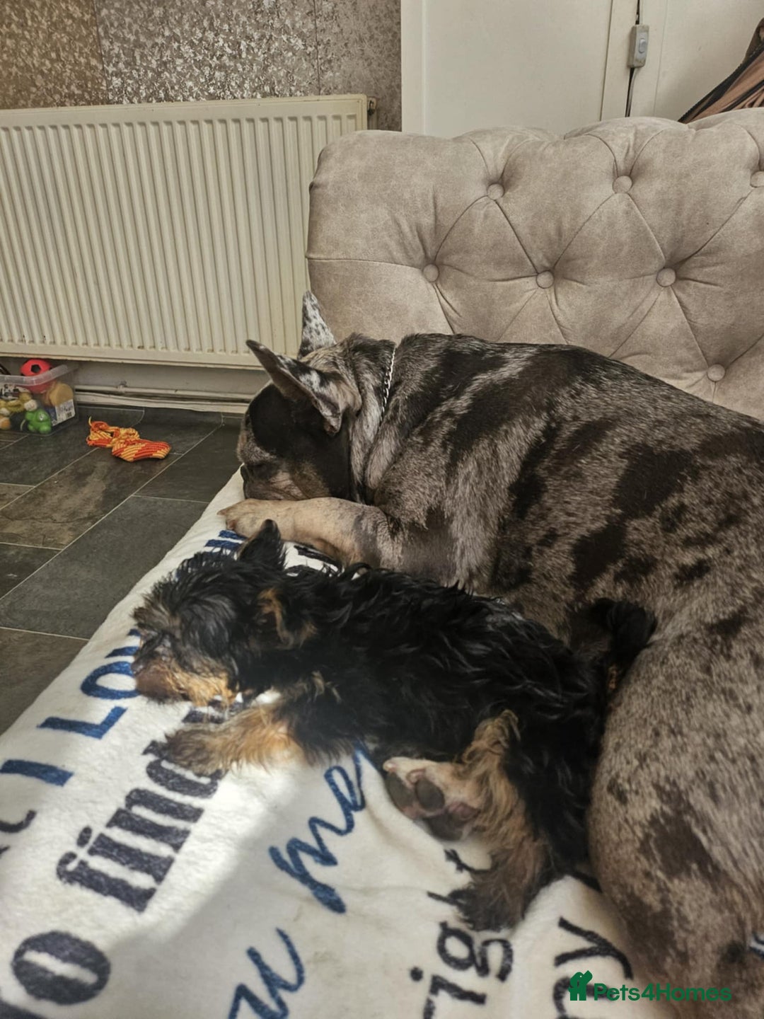 French Bulldog dogs for sale: 3 yr old male French bulldog - Image 4