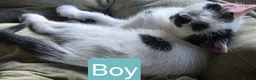 British Shorthair cats for sale: Four Beautiful Kittens for sale - Advert 5