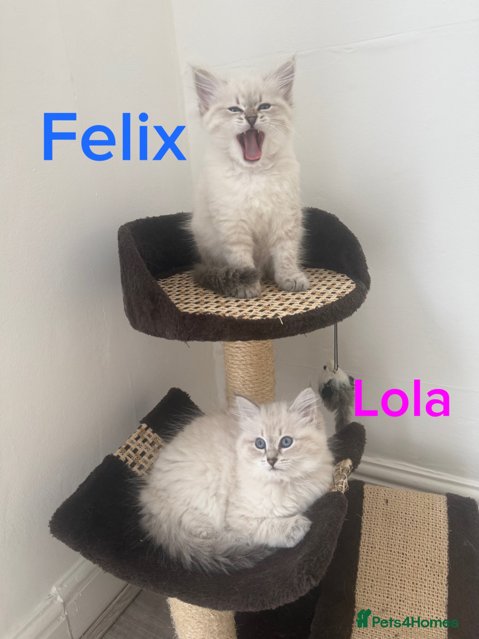 Siberian cats Beautiful Siberian Neva Masquerade Kittens - Advert 1