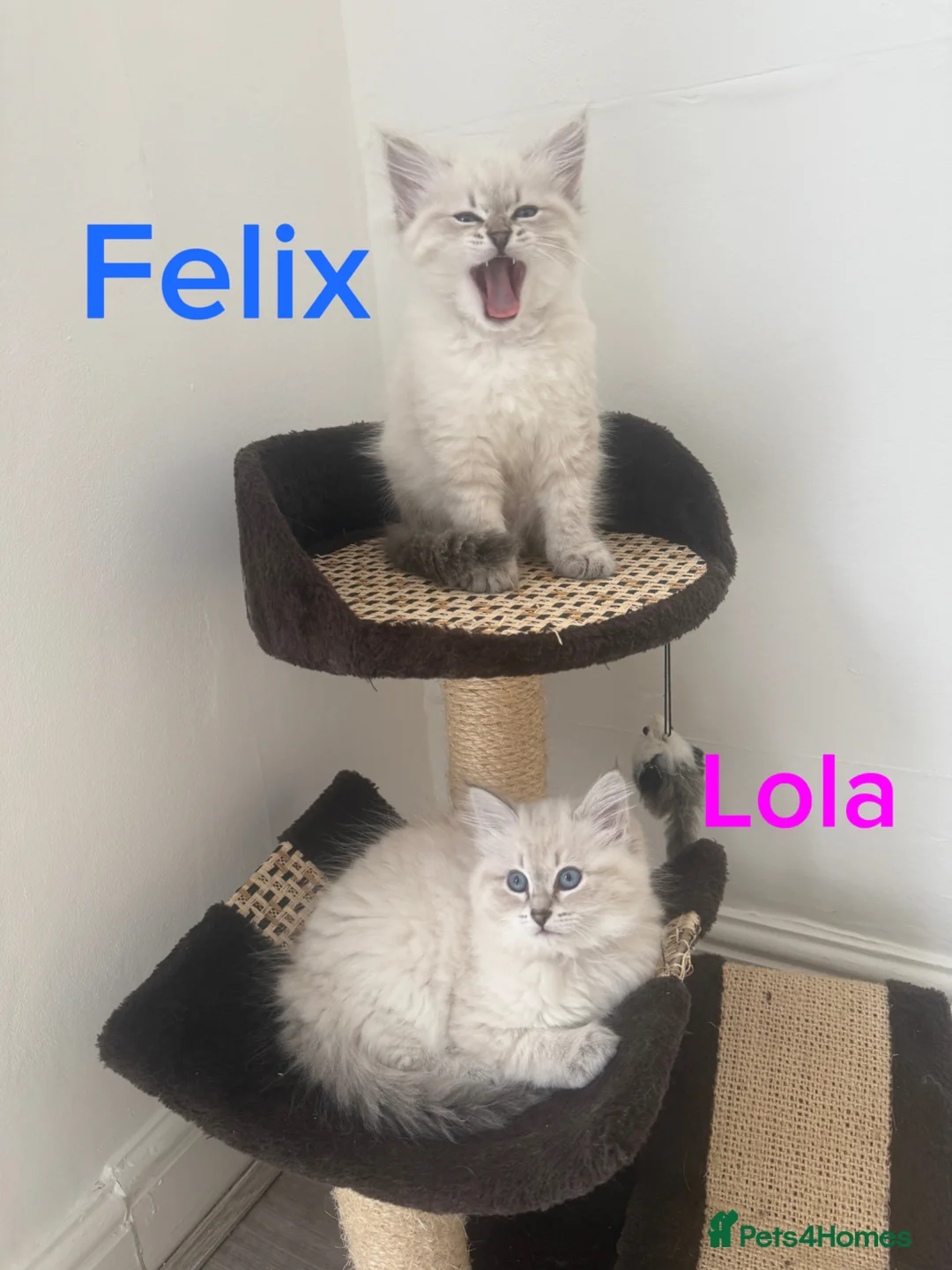 Siberian cats for sale: Beautiful Pure Breed Siberian Kittens! - Advert 1