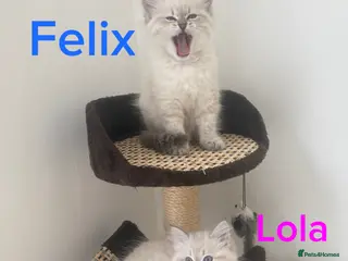 Siberian cats Beautiful Pure Breed Siberian Kittens! - Advert 2