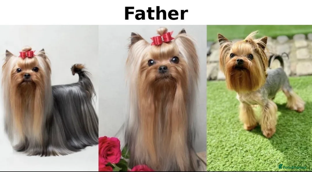 Yorkshire Terrier dogs for sale: YORKIE PUPPIES - Advert 7