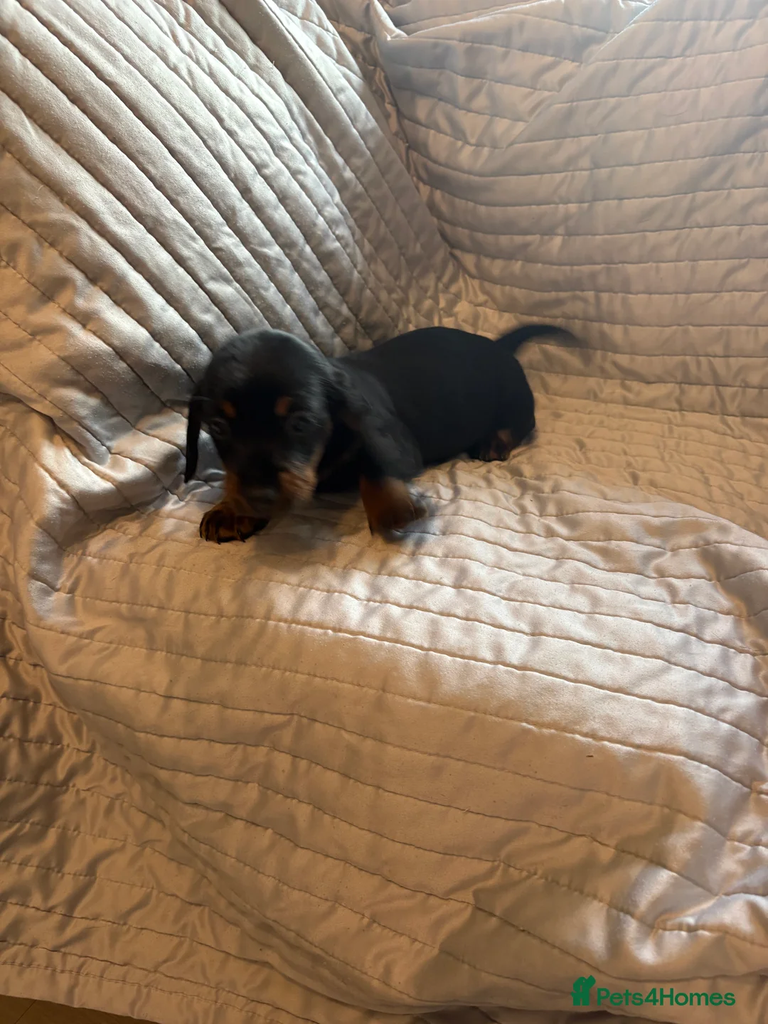 Dachshund dogs for sale: Standard Dachshund puppies for sale  - Advert 17