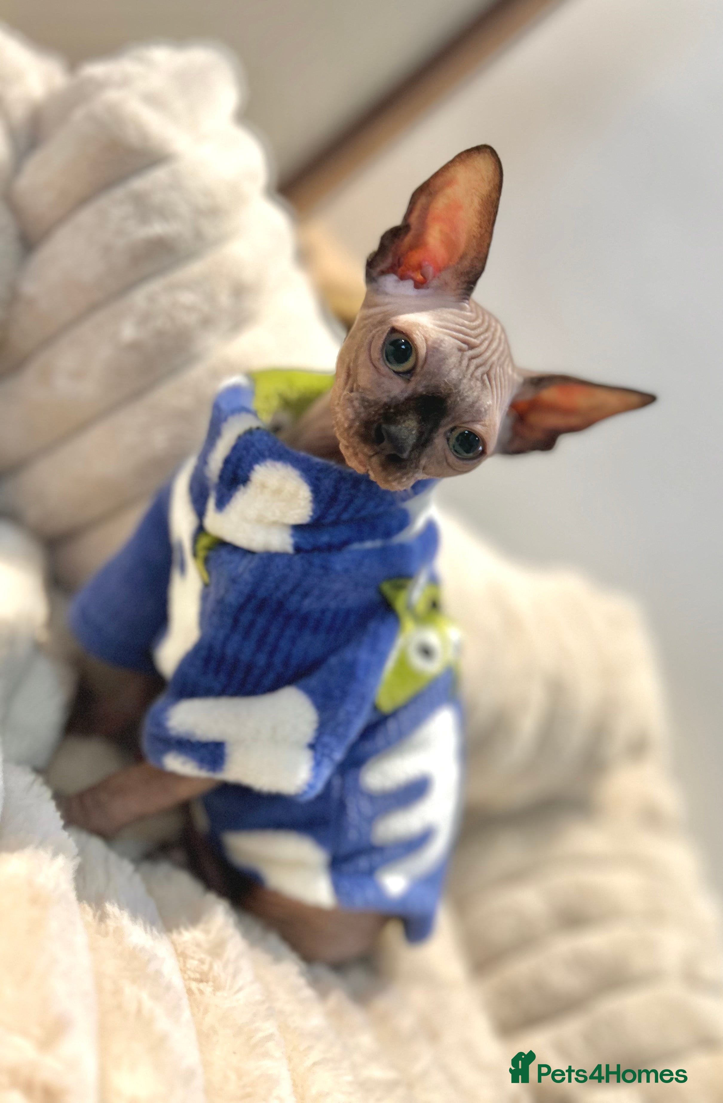 Sphynx cats Male 12 week old sphyxn - Advert 1