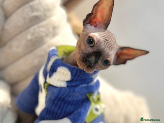 Sphynx cats Male 12 week old sphyxn - Advert 1