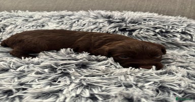 Cockapoo dogs - Advert 6