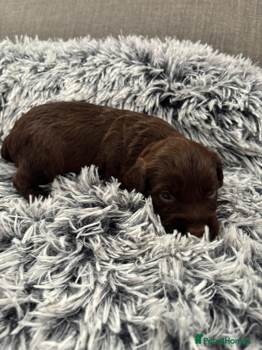 Cockapoo dogs for sale:   🐾 Cockapoo Puppies 🐶  - Image 3