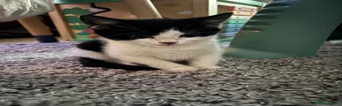 Kitten 1