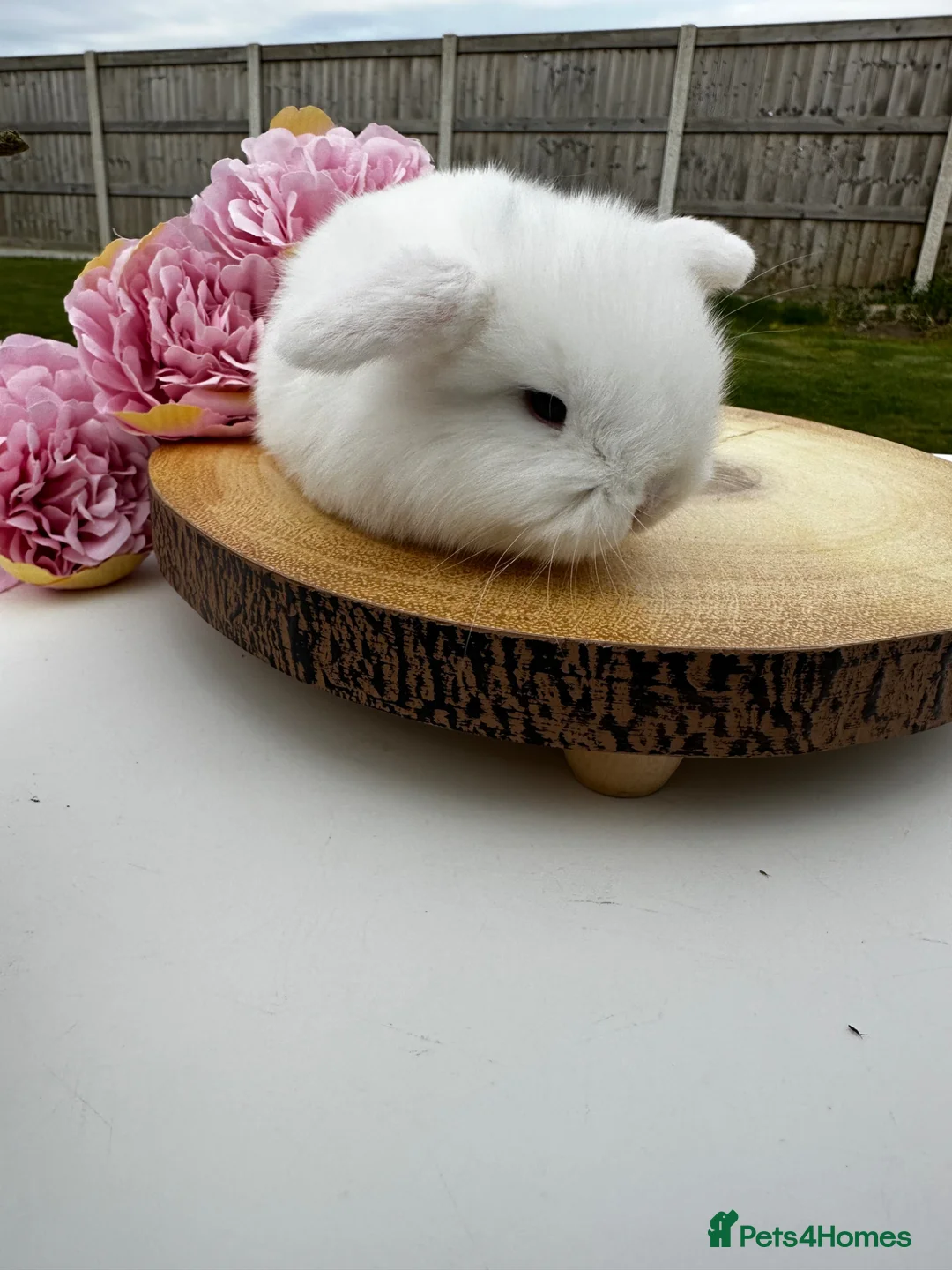 Mini Lop rabbits for sale: Mini Lop Bunnies in Liverpool - Advert 11