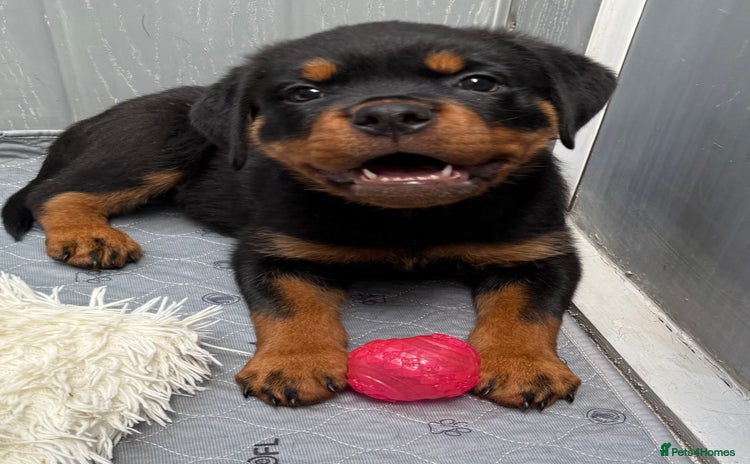 Rottweiler dogs - Advert 3