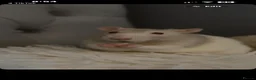 Rat rodents for sale: 3 male rats  - Advert 1