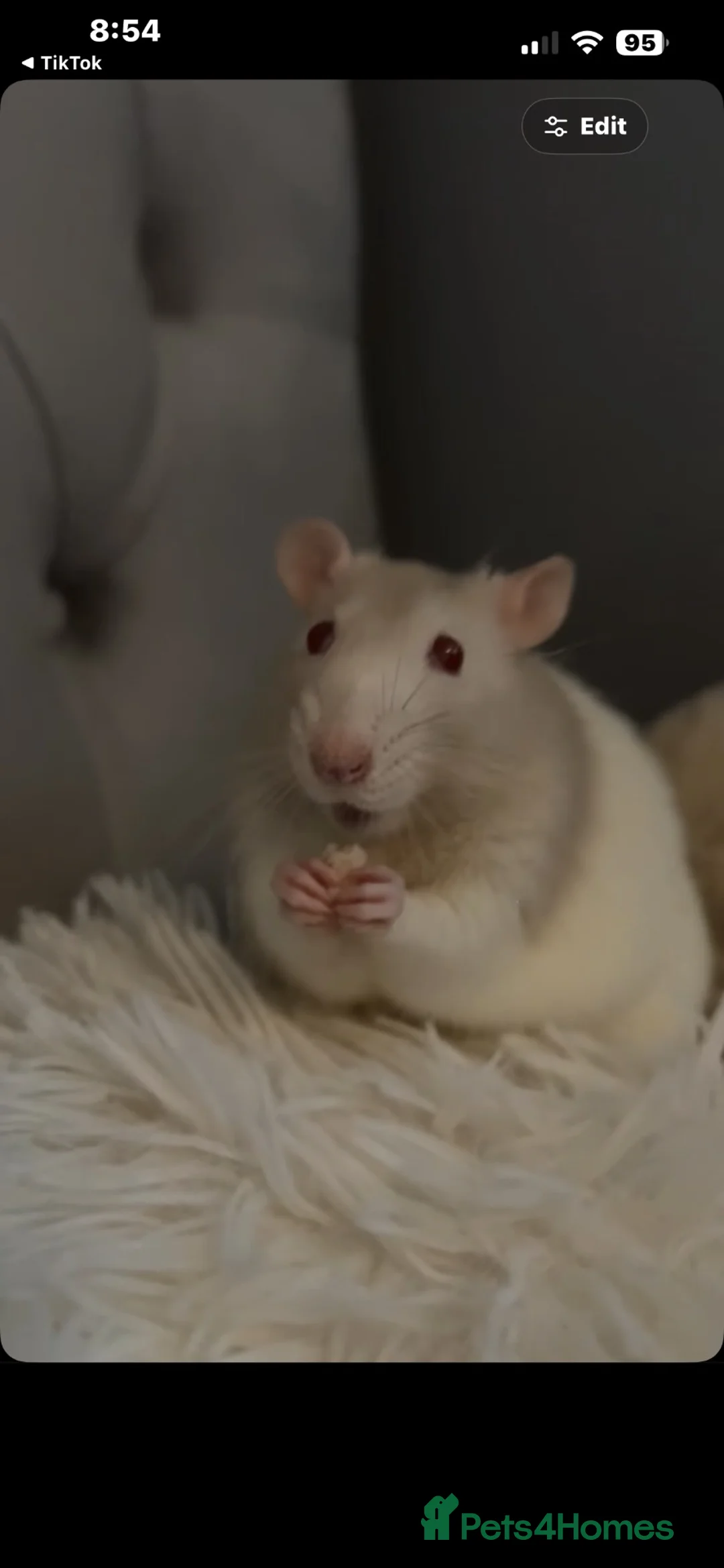 Rat rodents for sale: 3 male rats  - Advert 1