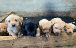 Labrador Retriever dogs for sale: Fox red Labrador puppies  - Image 1