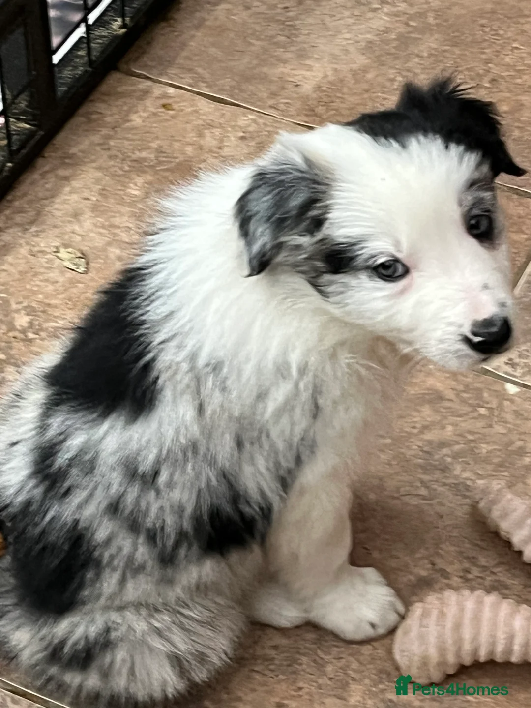 Border Collie dogs for sale: Border  collie pups. Mixed colours. - Advert 18