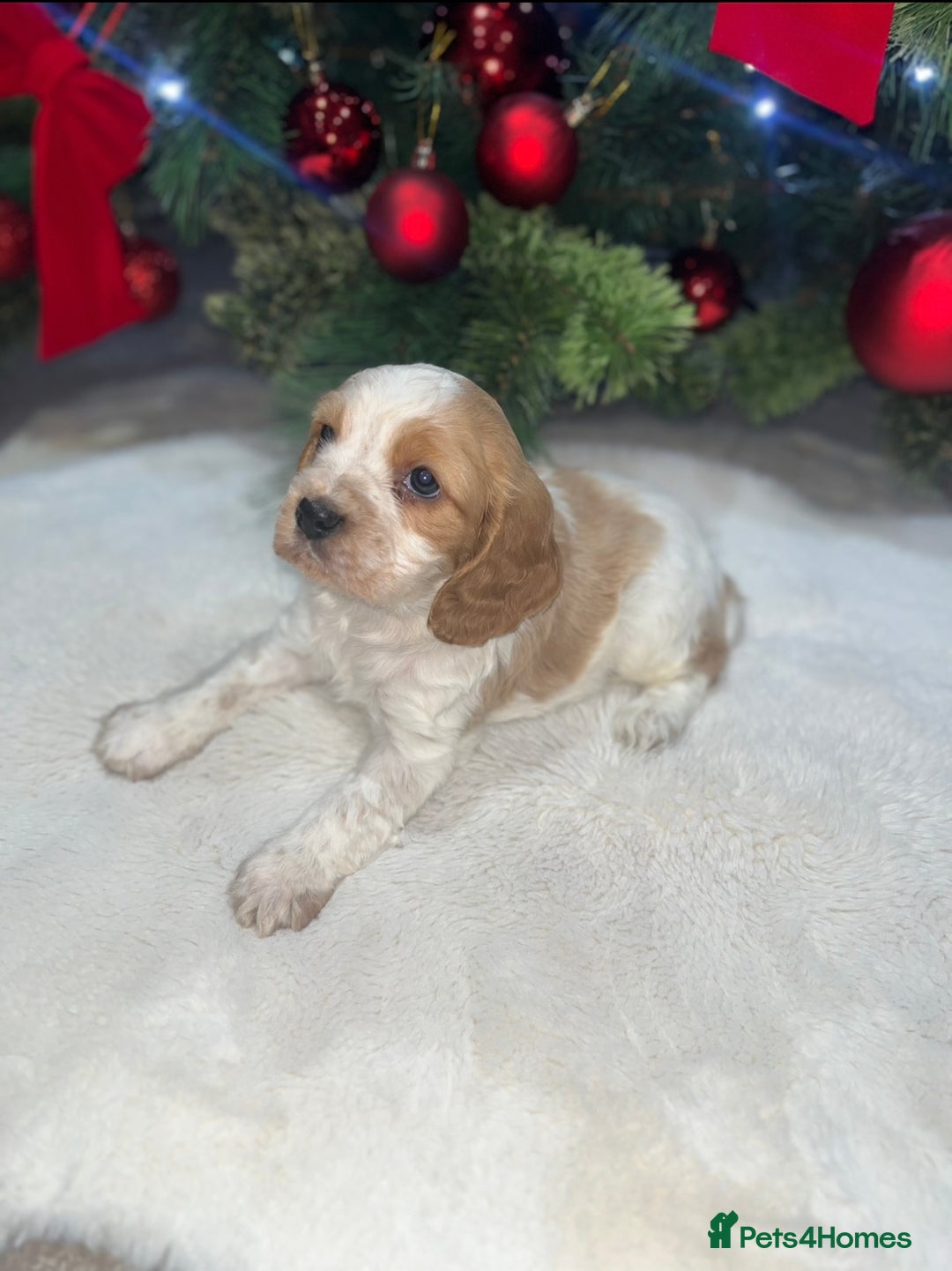 Cockalier dogs for sale: 3 Beautiful Cockalier Puppies - Advert 3