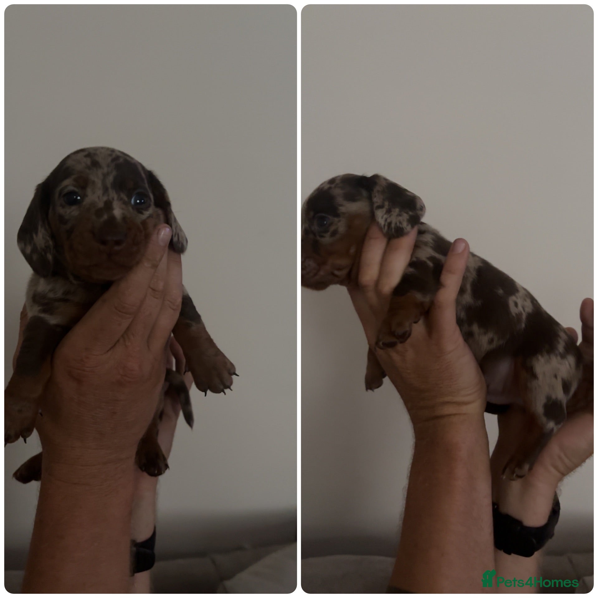 Miniature Dachshund dogs Stunning 5 star litter  - Advert 8