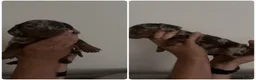 Miniature Dachshund dogs for sale: Stunning 5 star litter  - Advert 2