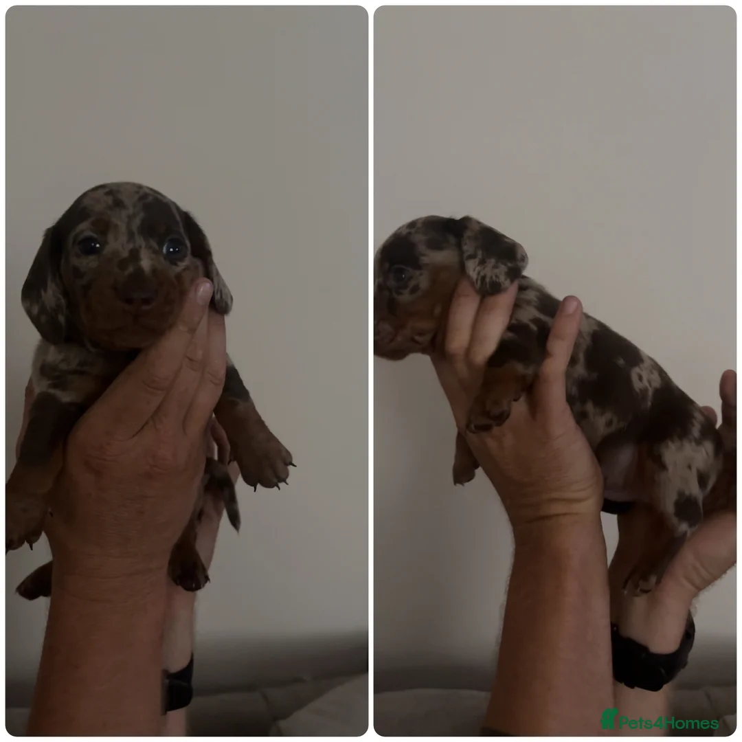 Miniature Dachshund dogs for sale: Stunning 5 star litter  - Advert 2