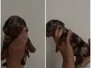 Miniature Dachshund dogs Stunning 5 star litter - Advert 4