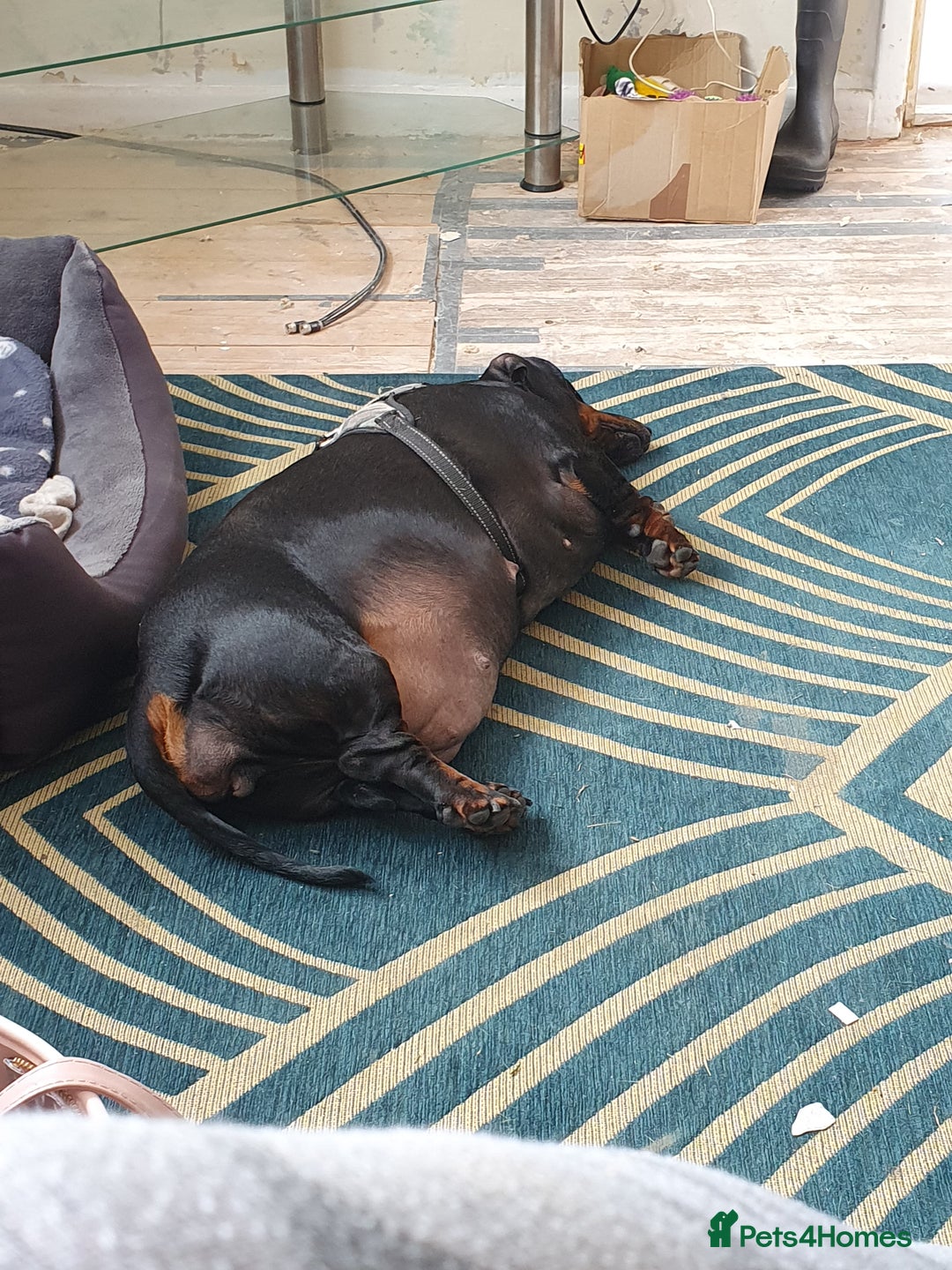 Dachshund dogs for sale: 🐾 Free to a Loving, Experienced Home - Advert 10