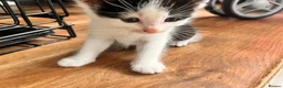 Mixed Breed cats for sale: Kittens ready now in Pulborough - Advert 6