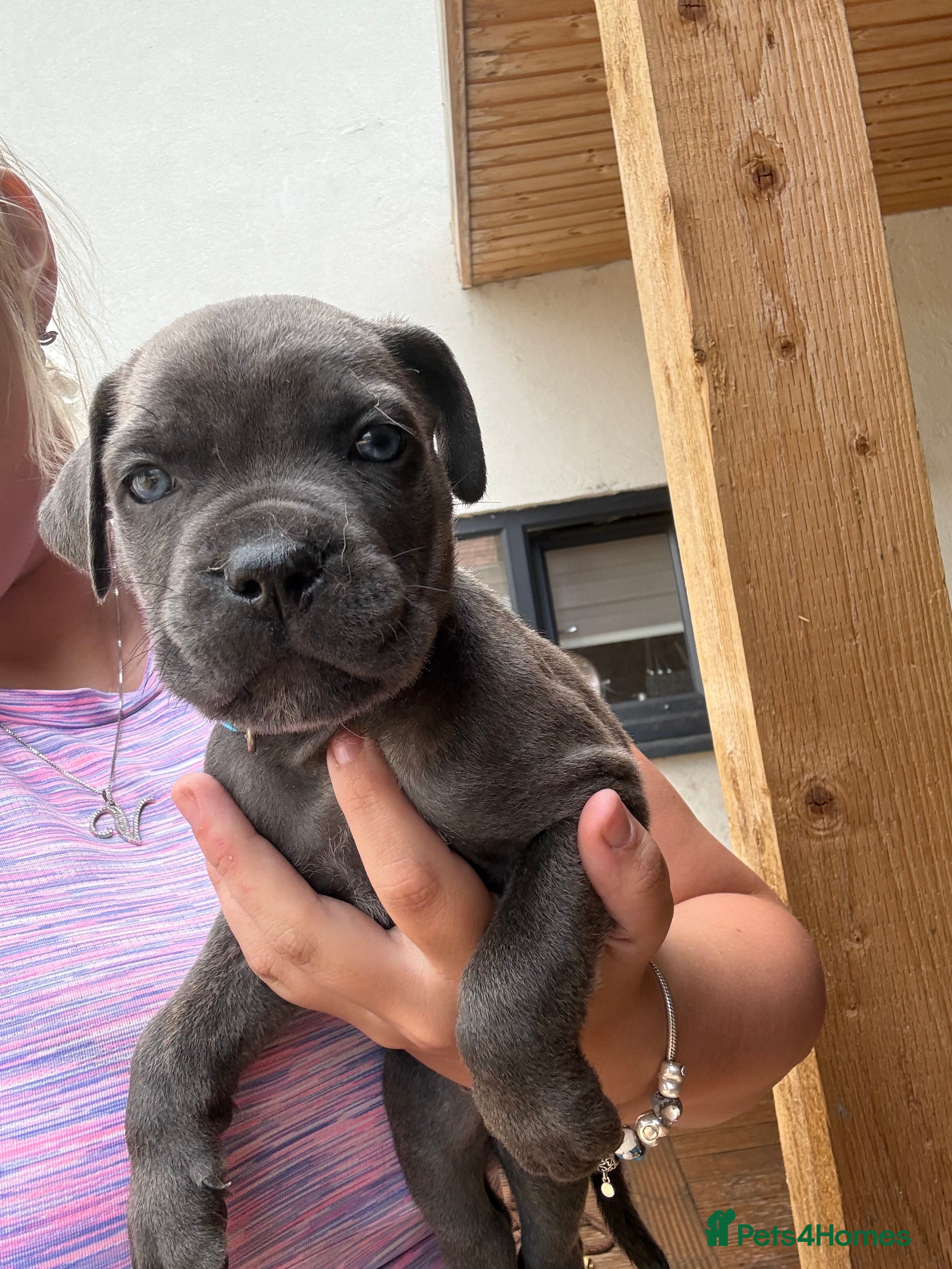 Cane Corso dogs Formentino, brindle, grey cane Corsos 👀🏡❤️ - Advert 2