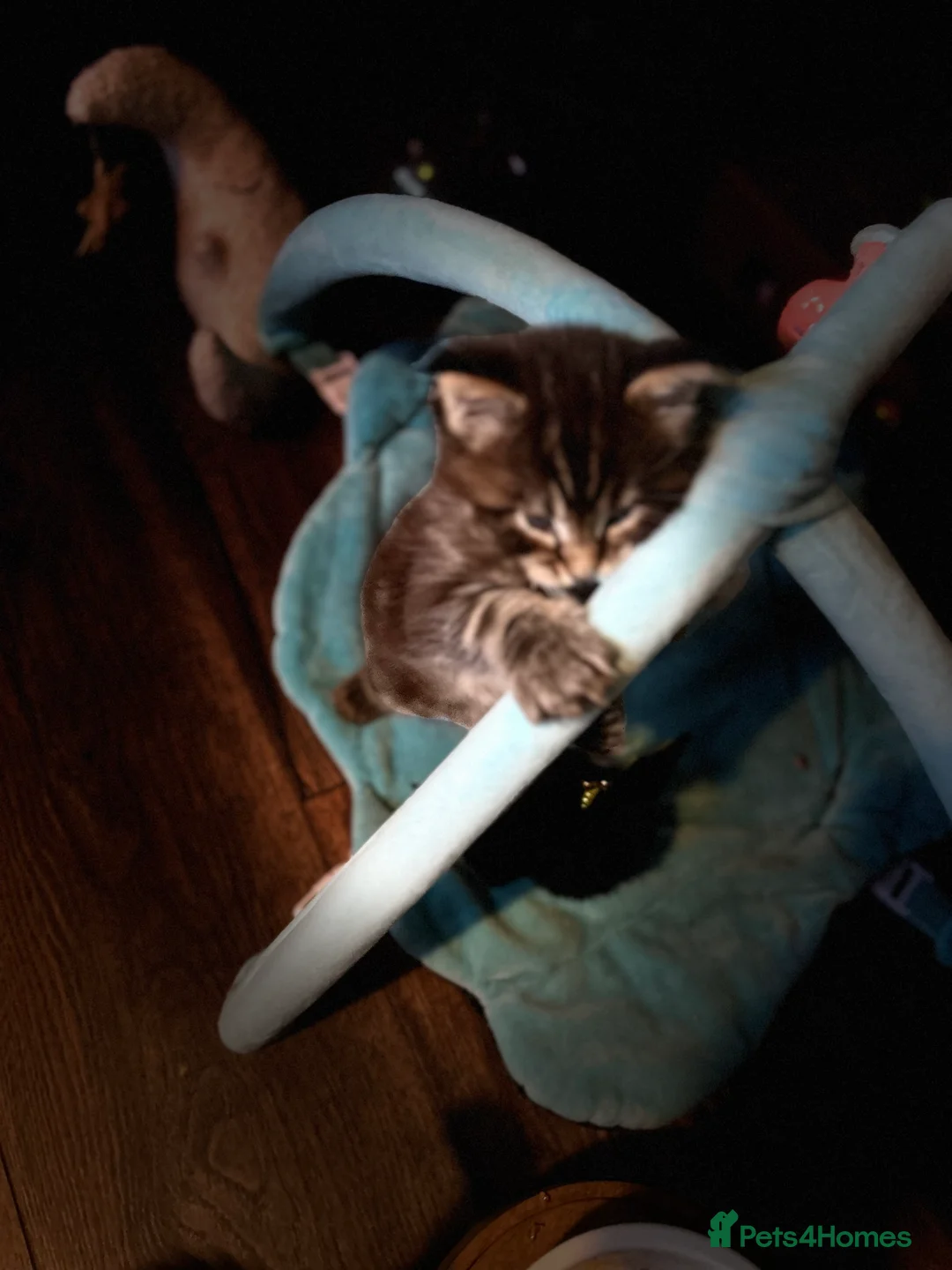 Maine Coon cats for sale: Last  2 Mainecoons kittens. left both boys  - Advert 6