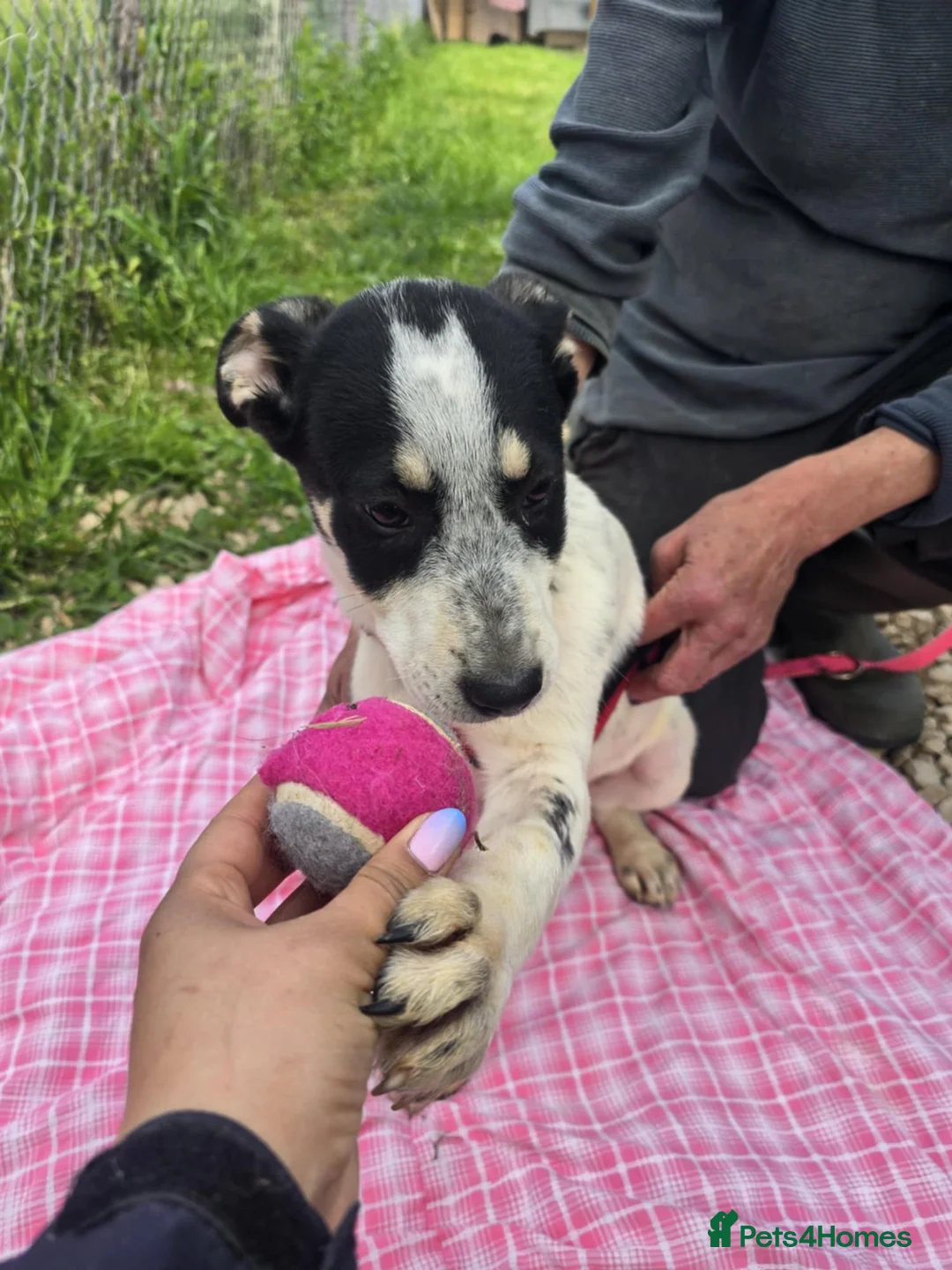 Mixed Breed dogs for adoption: MAKI  - Advert 8